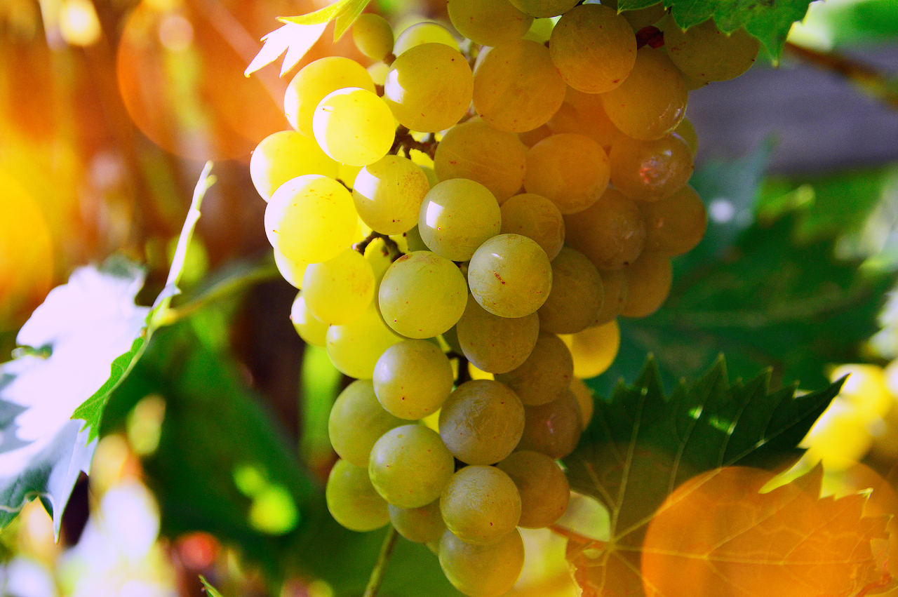 raisin chasselas à Moissac