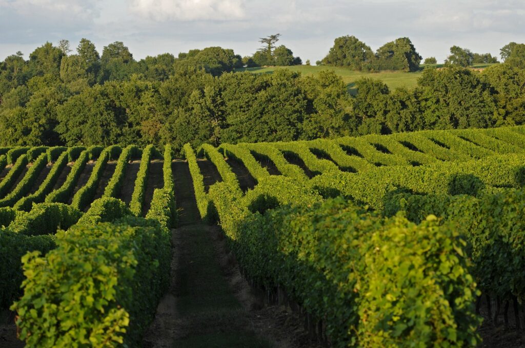 vignoble tariquet dans le gers