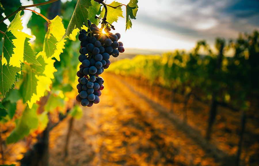 fête des vendanges chez les fleurons de lomagne