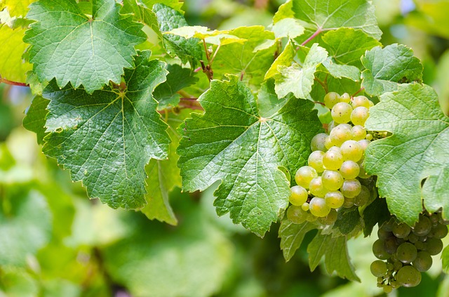 domaine tariquet en promotion